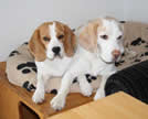 Unsere Beagles wie siamesische Zwillinge